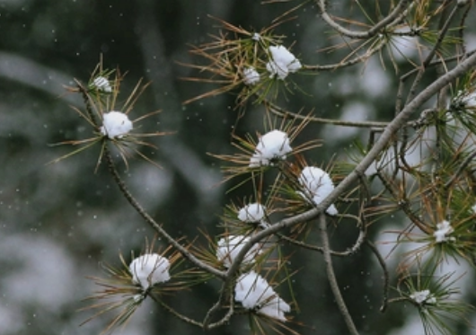 2022小雪节气一般什么温度-小雪大雪节气是最冷的时候吗