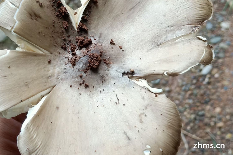 鸡枞菌怎么吃