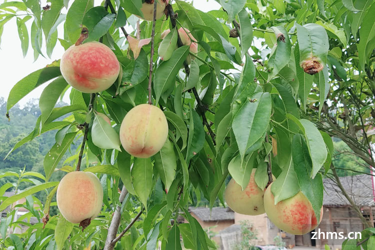 水蜜桃能放冰箱保鲜吗