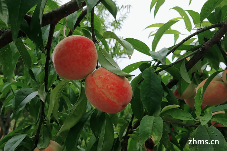 无锡水蜜桃成熟季节