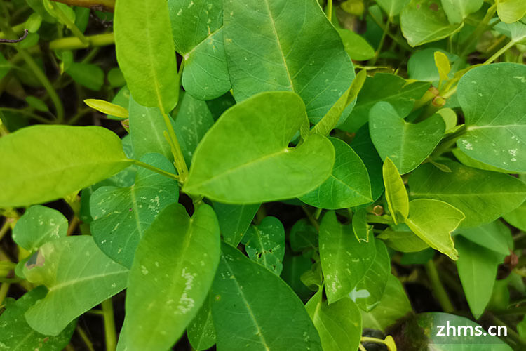 空心菜要不要焯水