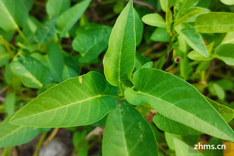 空心菜要不要焯水