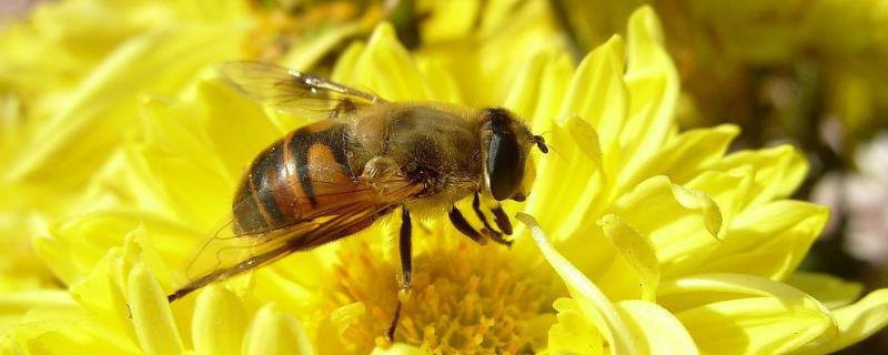 野蜜蜂怎么抓蜂王，什么时候取蜜好