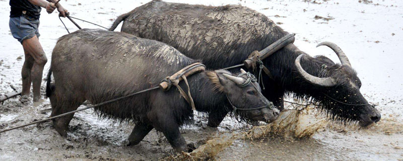 水牛为什么比黄牛贵