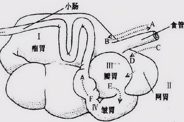 牛有四个胃分别是什么，什么才是真正的胃，吃食时具有什么现象