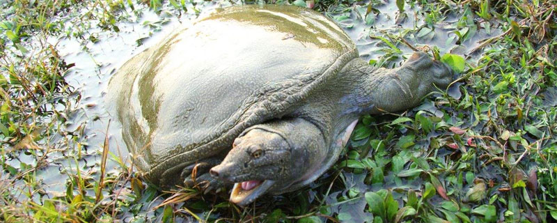 甲鱼被蚊子咬了会死吗