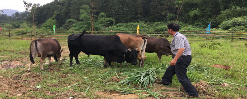 怎样解决牛拉干粪球