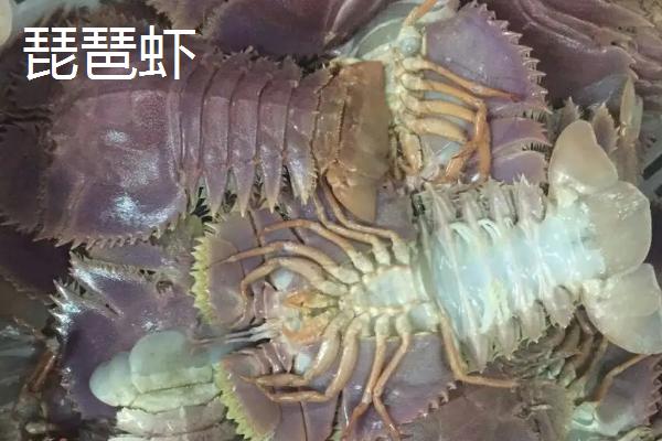 海虾种类，与淡水虾有什么区别