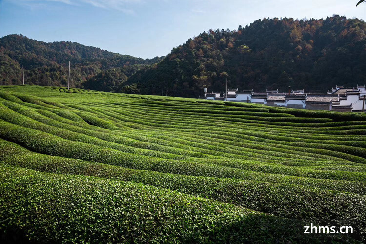 茶叶过期10年了但没开封可以泡吗