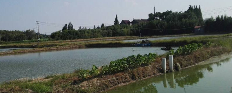 鱼塘氨氮标准多少正常