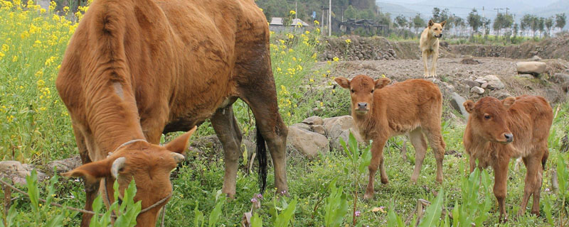 50斤牛头能出多少肉