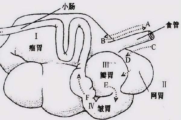 牛的简单介绍，牛的四个胃分别叫什么，真胃是哪个胃