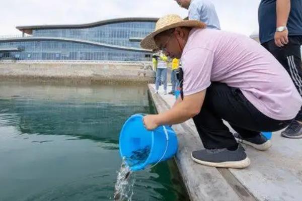 塘鲺鱼苗养殖技术，对水质要求高不高