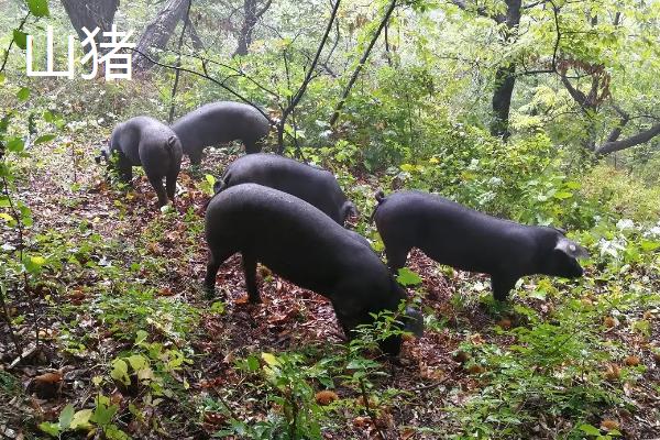 山猪是否属保护动物，小梅山和大梅山猪区别