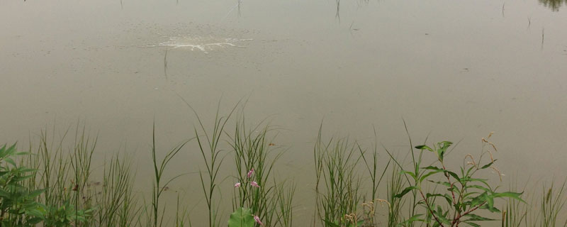 龙虾池水浑浊是什么原因