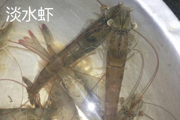 海虾种类，与淡水虾有什么区别