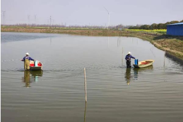 养淡水虾需要先具备什么条件，淡水虾的养殖方法