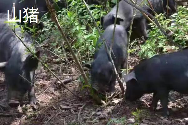 山猪是否属保护动物，小梅山和大梅山猪区别