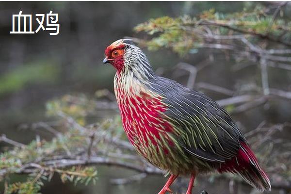 肉鸡和血鸡的区别