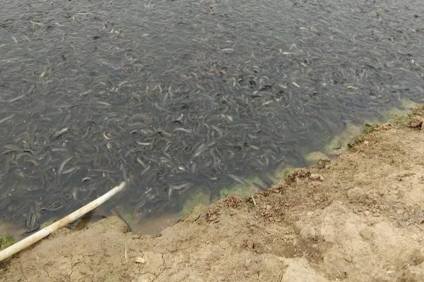 本地泥鳅养殖技术，养殖基地需要什么条件