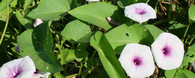 空心菜田用什么除草剂