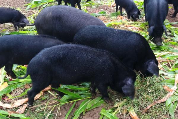 养猪如何降低饲料成本