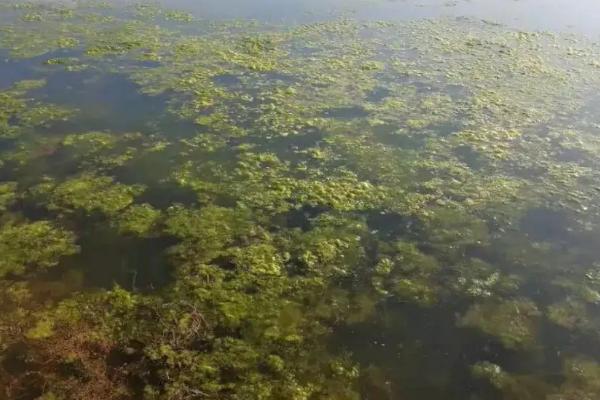 龙虾塘青苔最佳处理方法，龙虾塘消毒方法