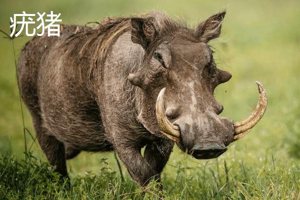 野猪和疣猪区别，野猪一般什么时间段出来活动