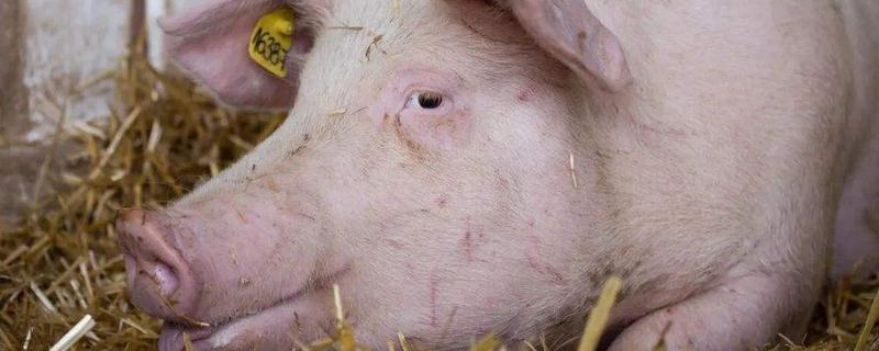 母猪产后不吃食土方法，母猪产后多久可以正常发情