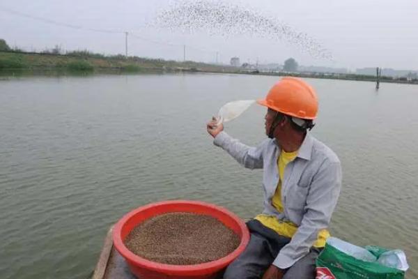 桂鱼吃什么食物，养殖要注意些什么