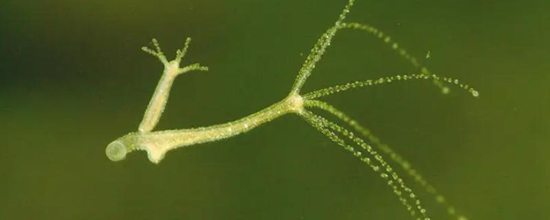 水螅的生殖方式有两种，水螅是单细胞生物吗