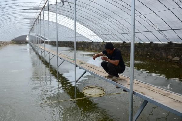 沼虾怎么养，是淡水虾还是海水虾