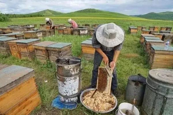 怎么养蜜蜂 新手