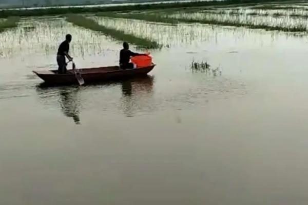 对虾黄鳃的原因