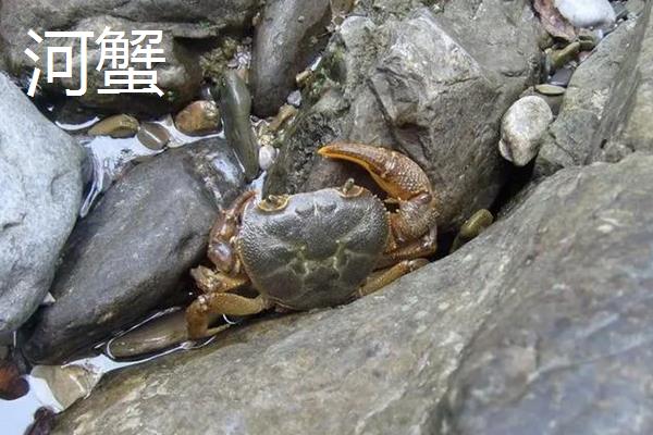 大闸蟹怎么养几天不死，大闸蟹和河蟹的区别