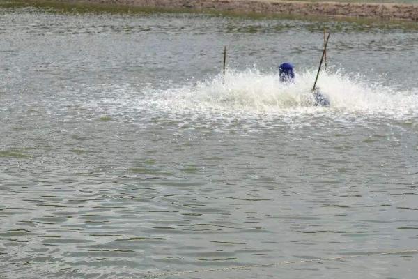 淡水鲈鱼的养殖方法，淡水鲈鱼和海鲈鱼的区别