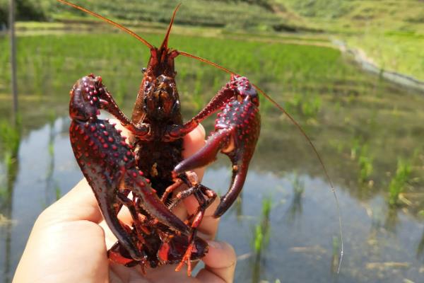 小龙虾的学名