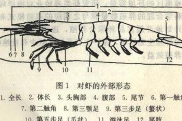 中国对虾和南美白对虾区别