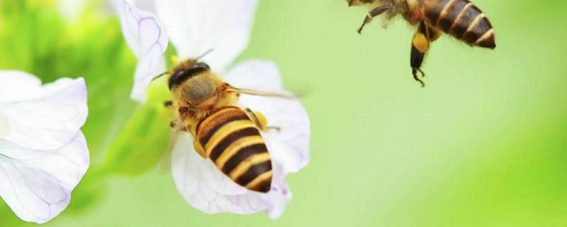 蜜蜂养殖基本技术