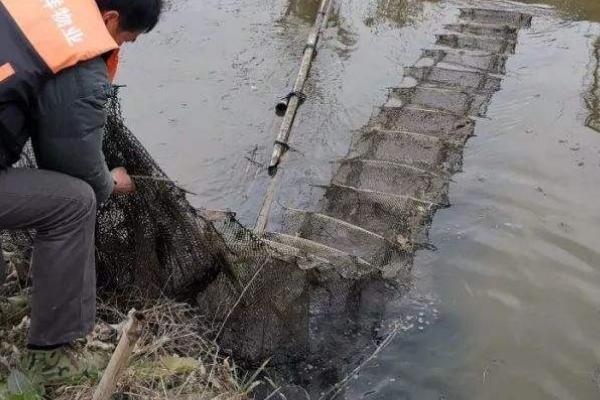 地笼放什么最招鲫鱼，地笼怎么下才是正确的