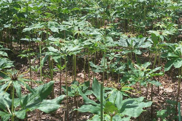 贵州山区适合种植什么