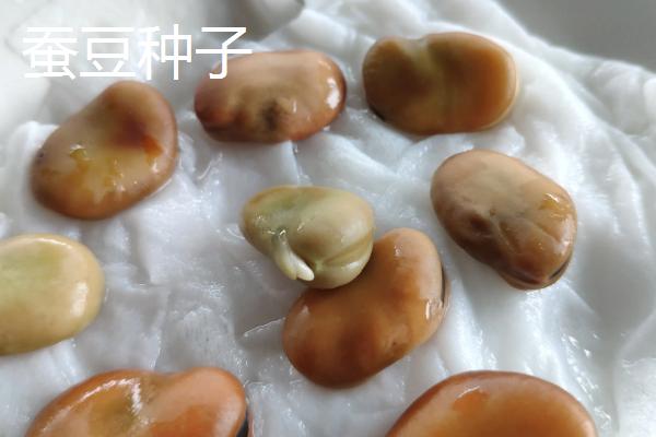 小麦种子和蚕豆种子的区别