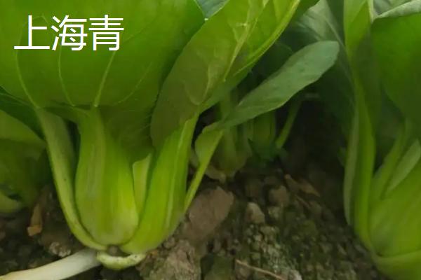 油菜和上海青的区别