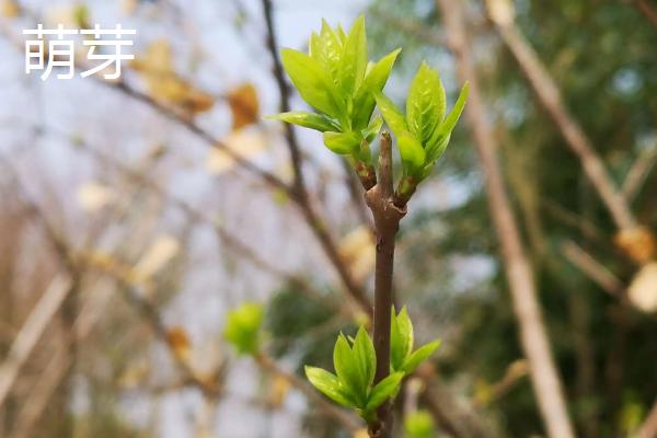 果树萌芽和发芽区别