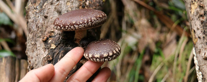 香菇传统木头种植