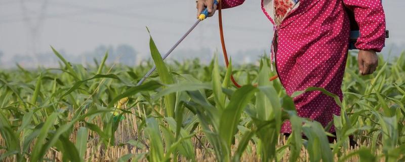 小麦灌浆水的最佳时期,灌浆的时候小麦为什么死