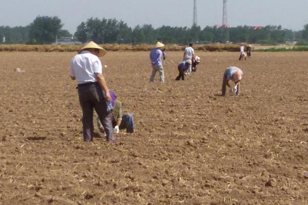 玉米叶片发黄原因及防治方法