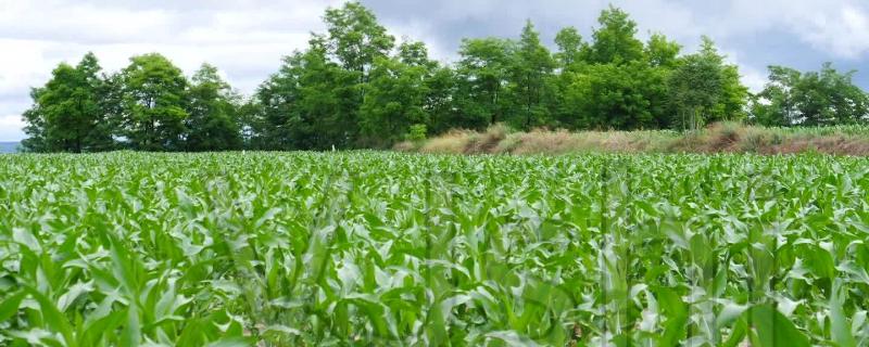 玉米田除草剂怕雨吗，除草剂什么时候打比较好