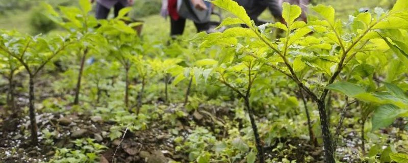 种植魔芋草木灰的用法