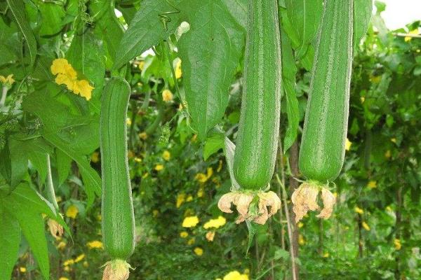 秋丝瓜种植时间及技术要点